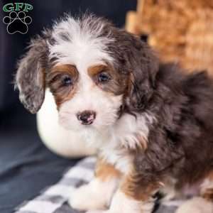 Ziggy, Mini Bernedoodle Puppy